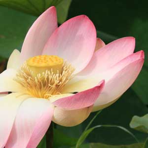 Lotus Lotus
